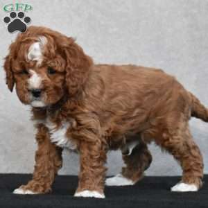 Wesley, Cavapoo Puppy