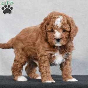 Wesley, Cavapoo Puppy