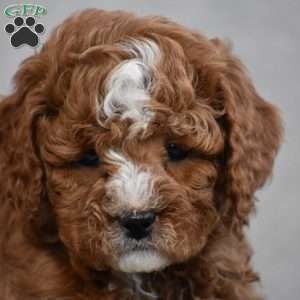 Wesley, Cavapoo Puppy