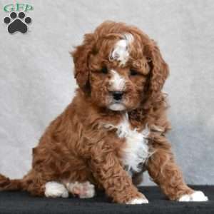 Wesley, Cavapoo Puppy
