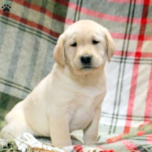 Weston, Golden Labrador Puppy