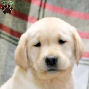 Weston, Golden Labrador Puppy