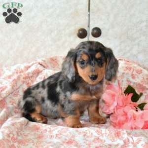 Whiskey, Dachshund Puppy