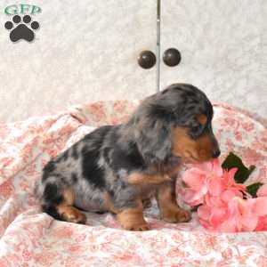 Whiskey, Dachshund Puppy