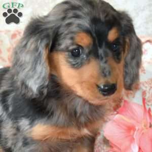 Whiskey, Dachshund Puppy