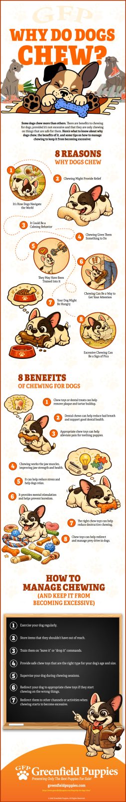 Why Do Dogs Chew - Infographic by Greenfield Puppies