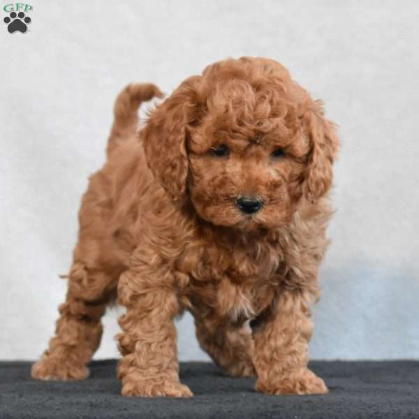 Wilbur, Cavapoo Puppy