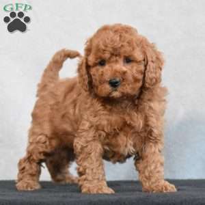 Wilbur, Cavapoo Puppy
