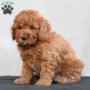 Wilbur, Cavapoo Puppy