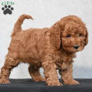 Wilbur, Cavapoo Puppy