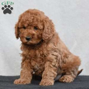 Wilbur, Cavapoo Puppy