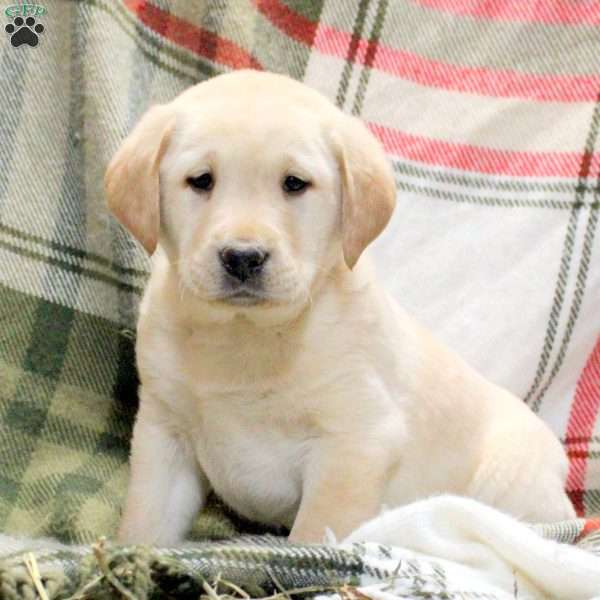 Wilder, Golden Labrador Puppy