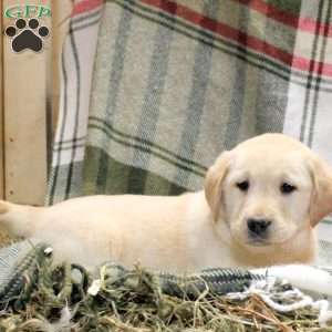 Wilder, Golden Labrador Puppy