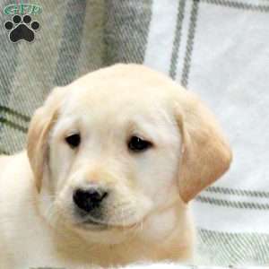 Wilder, Golden Labrador Puppy