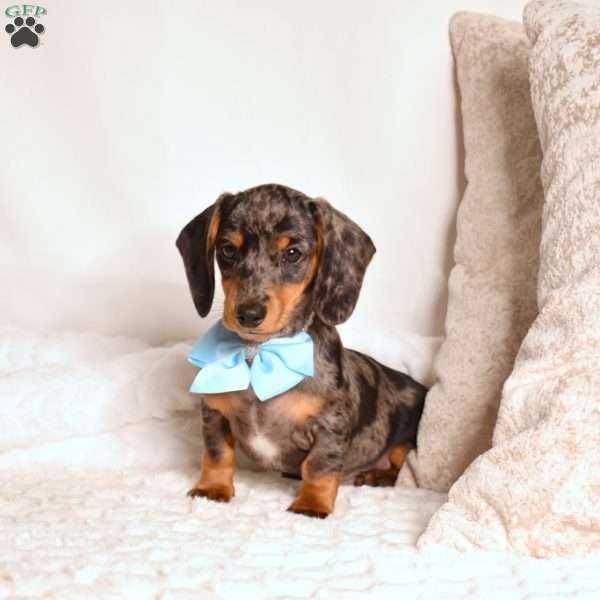 Will, Dachshund Puppy