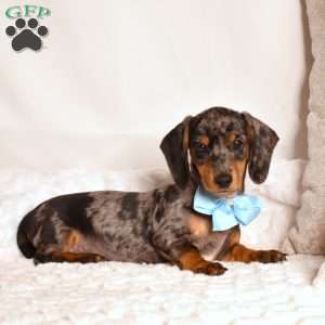Will, Dachshund Puppy