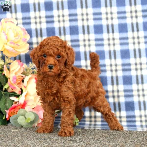 Will, Miniature Poodle Puppy