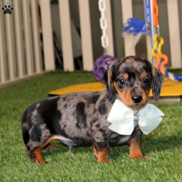 Will, Dachshund Puppy