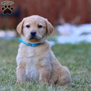 Will, Fox Red Labrador Retriever Puppy