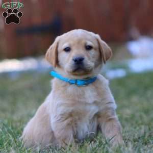 Will, Fox Red Labrador Retriever Puppy