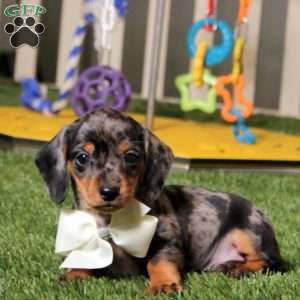 Will, Dachshund Puppy