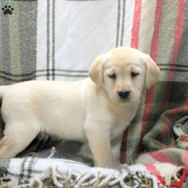 Willa, Golden Labrador Puppy