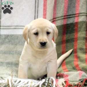 Willa, Golden Labrador Puppy