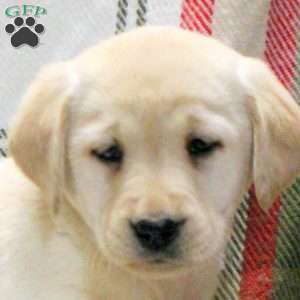 Willa, Golden Labrador Puppy