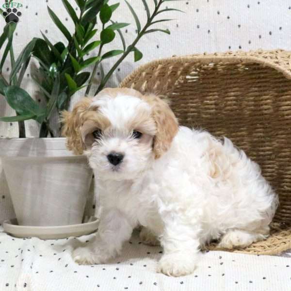Willow, Cavachon Puppy
