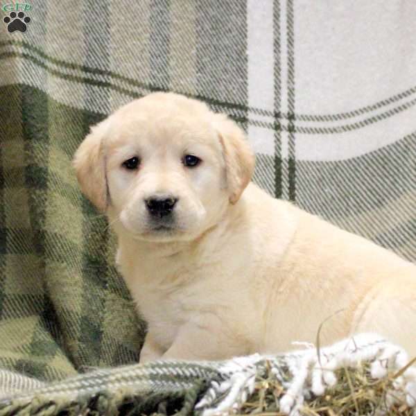 Willow, Golden Labrador Puppy