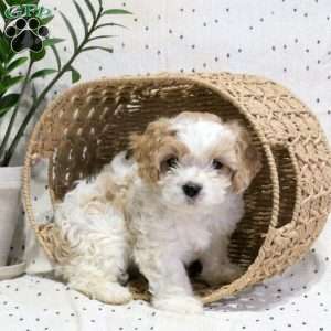 Willow, Cavachon Puppy