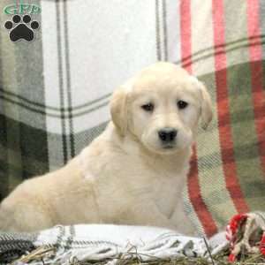 Willow, Golden Labrador Puppy