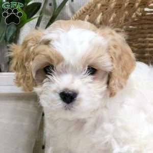 Willow, Cavachon Puppy