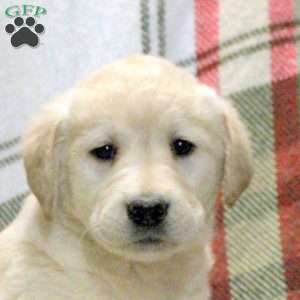 Willow, Golden Labrador Puppy