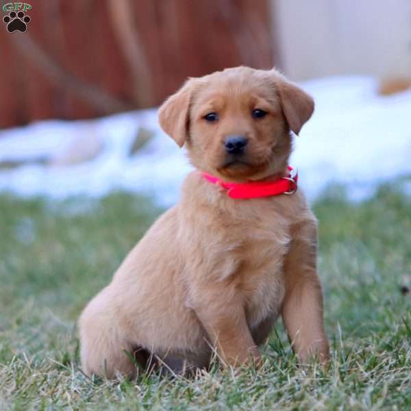 Willow, Fox Red Labrador Retriever Puppy