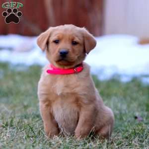 Willow, Fox Red Labrador Retriever Puppy