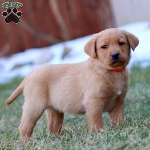 Willow, Fox Red Labrador Retriever Puppy