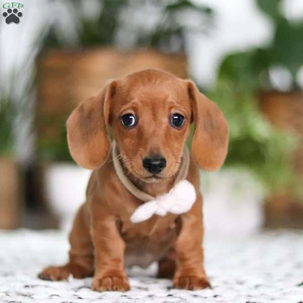 Willow, Dachshund Puppy