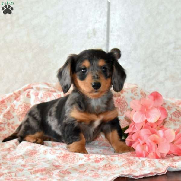 Windsor, Dachshund Puppy