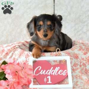 Windsor, Dachshund Puppy