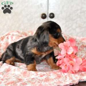 Windsor, Dachshund Puppy