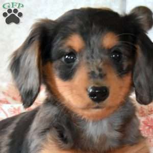 Windsor, Dachshund Puppy