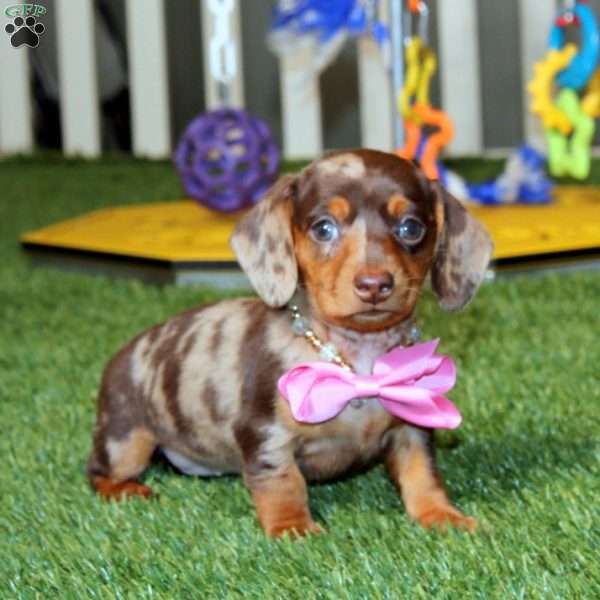 Winner, Dachshund Puppy