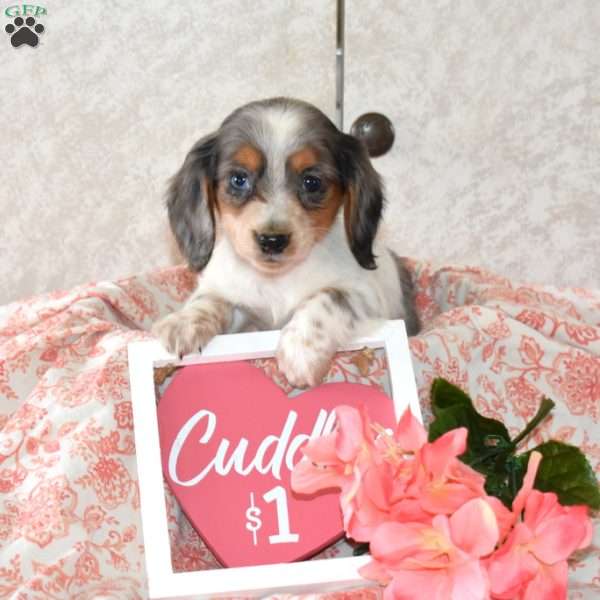 Winnie, Dachshund Puppy