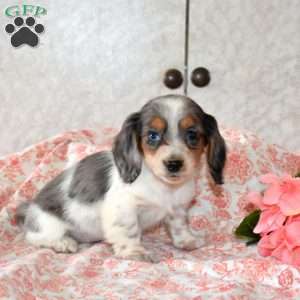 Winnie, Dachshund Puppy