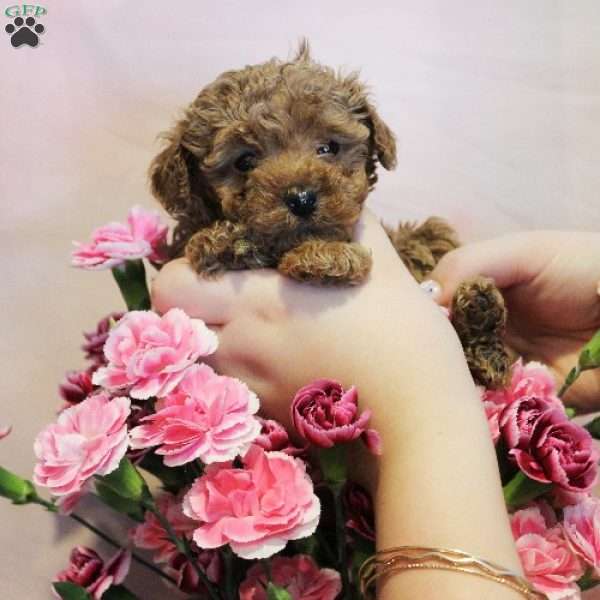 Winnie, Toy Poodle Puppy