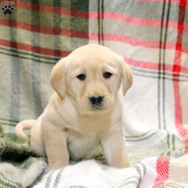 Winona, Golden Labrador Puppy