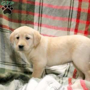 Winona, Golden Labrador Puppy