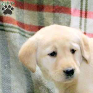 Winona, Golden Labrador Puppy