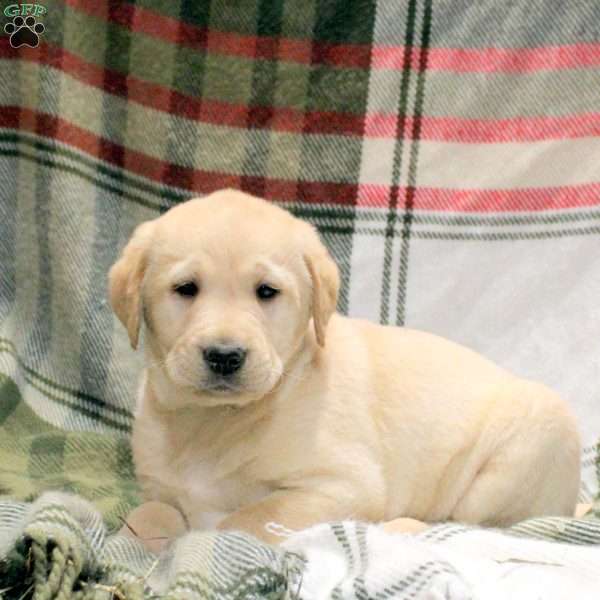 Winston, Golden Labrador Puppy